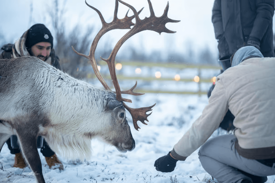 Tromsø: Reindeer Sledding & Sami Culture Experience photo 9