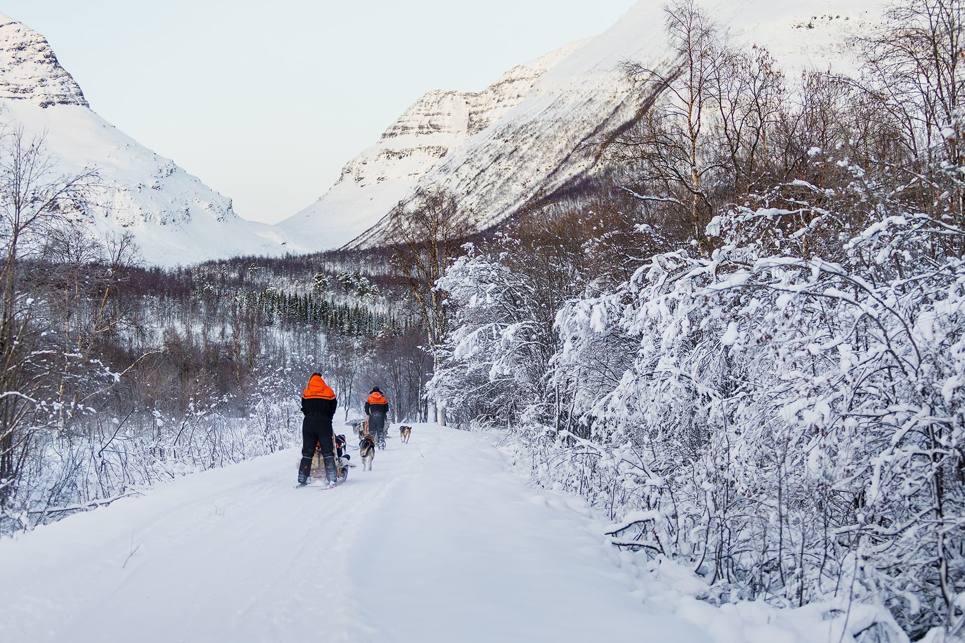 Tromsø: Advanced Dog Sledding at Camp Tamok photo 2