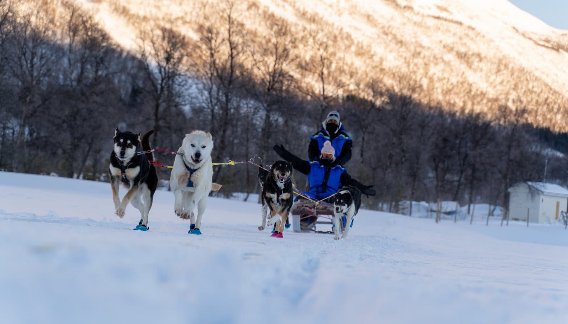 Dog Sledding Experience at Aurora Husky