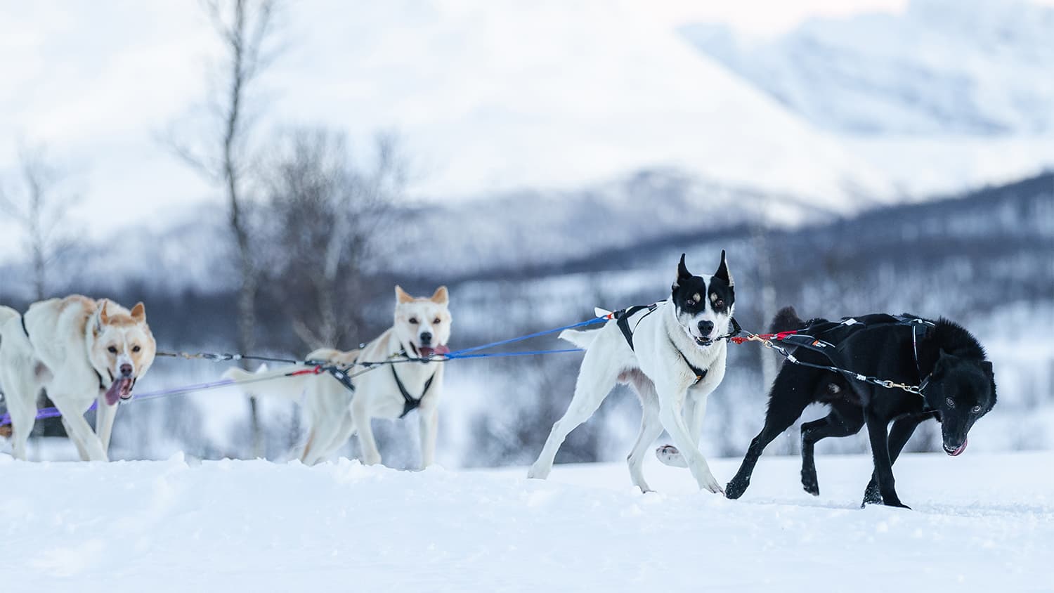Tromsø: Hundeschlitten-Erlebnis bei Aurora Husky photo 3