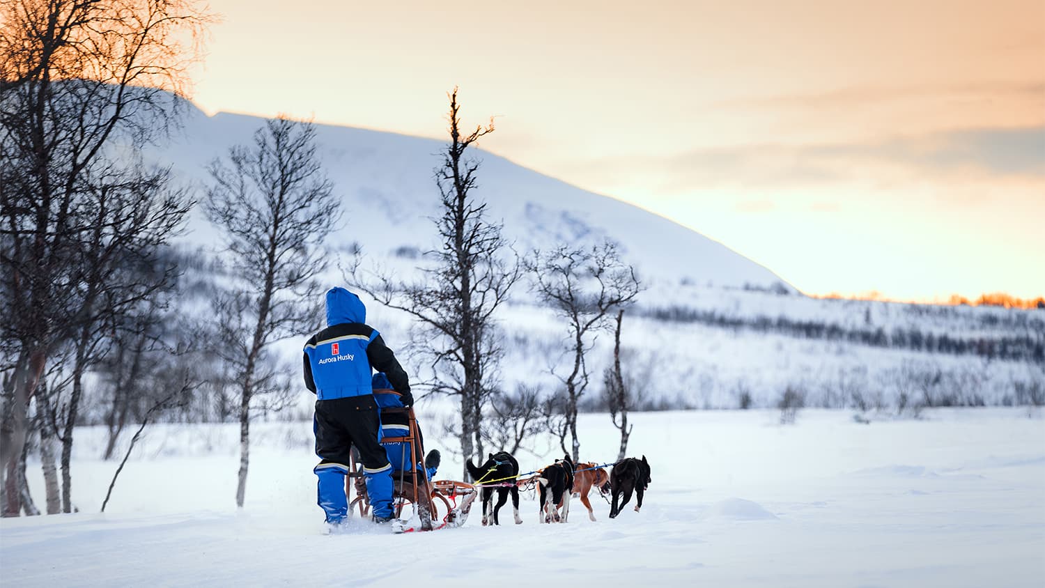 Tromsø: Hundeschlitten-Erlebnis bei Aurora Husky photo 4