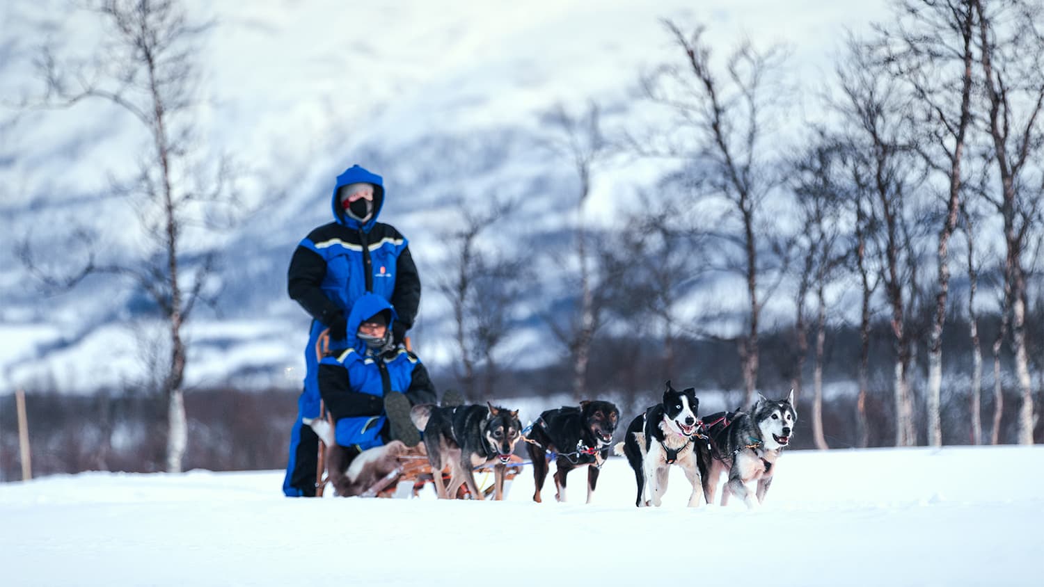 Tromsø: Hundeschlitten-Erlebnis bei Aurora Husky