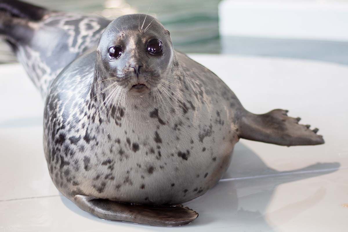 Polaria: Arctic Aquarium and Seal Feeding Entry Ticket photo 6