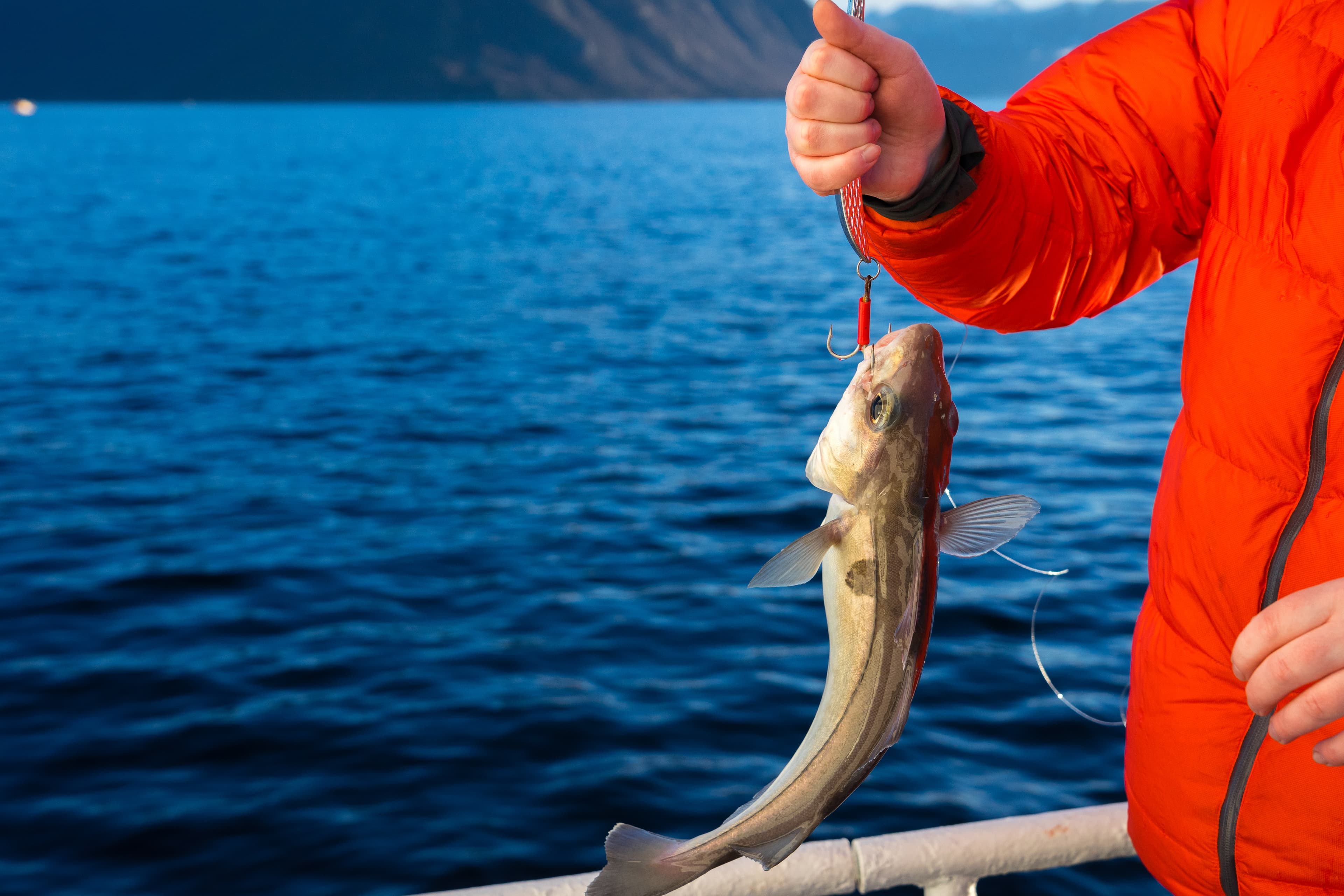 Fisketur i Ålesund photo 3