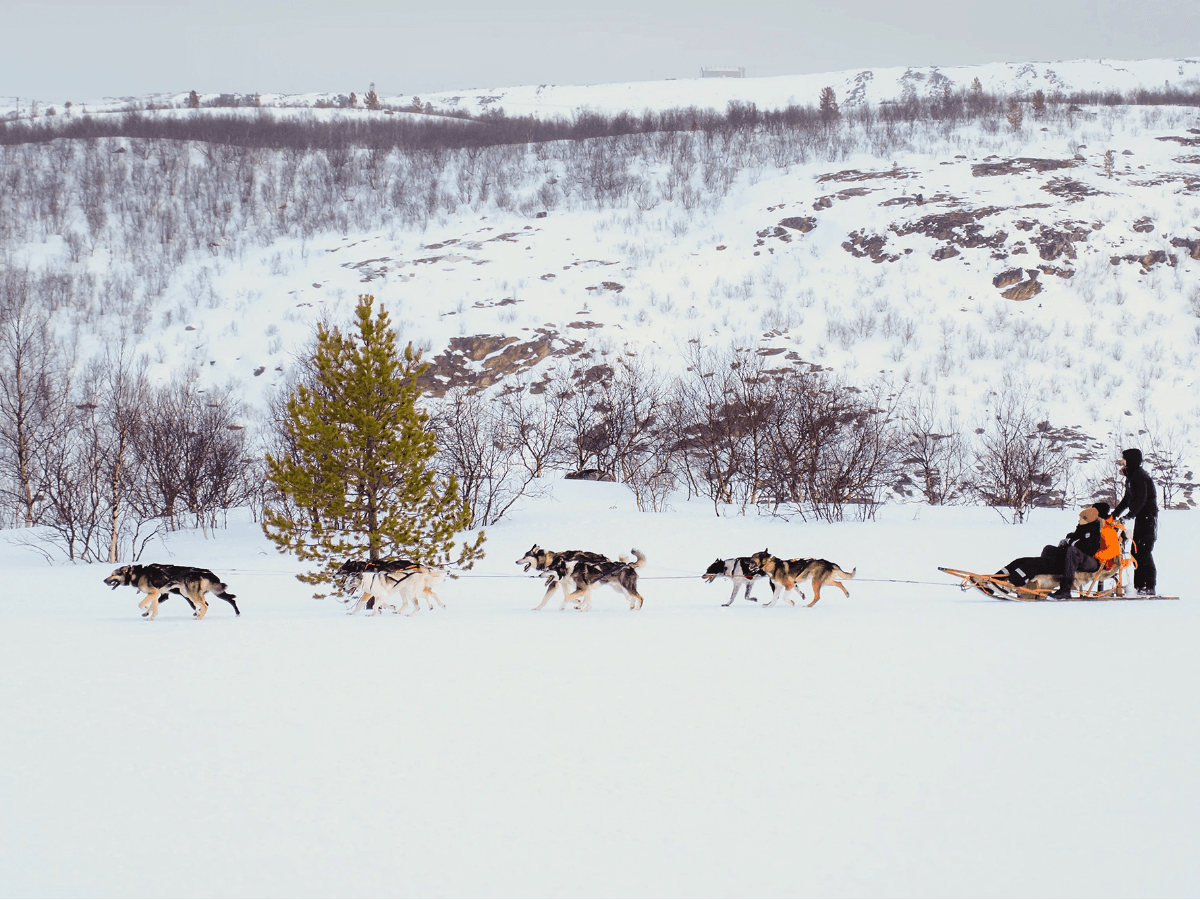 Husky Safari