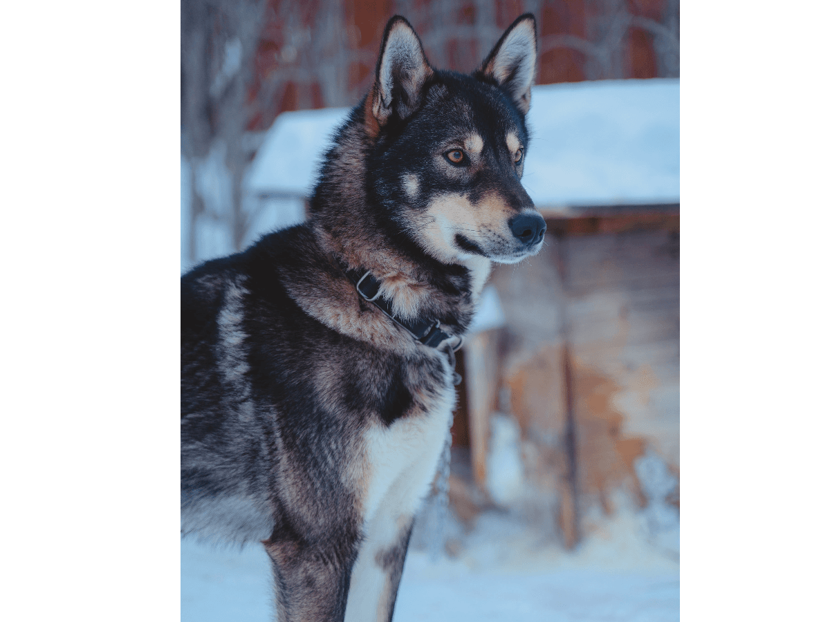 Tromsø: Combo artica: slitta con husky, motoslitta e visita alle renne a Camp Tamok photo 4