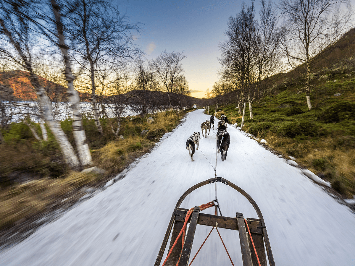 Husky Early Bird