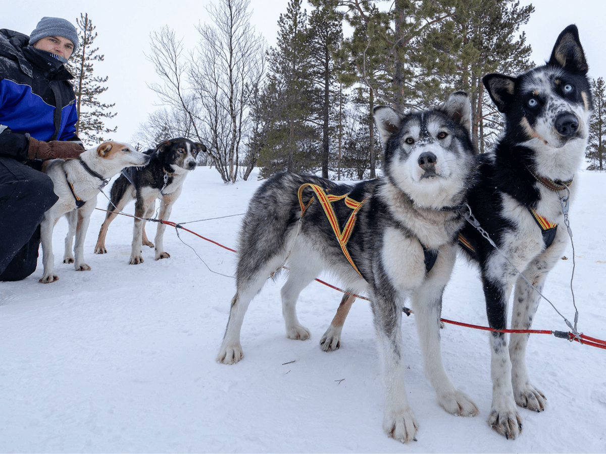 Husky Experience photo 4