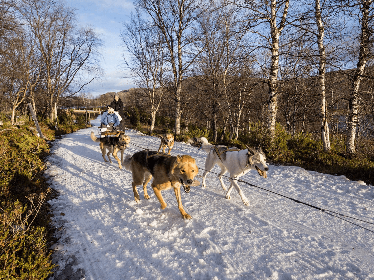 Husky Early Bird photo 2
