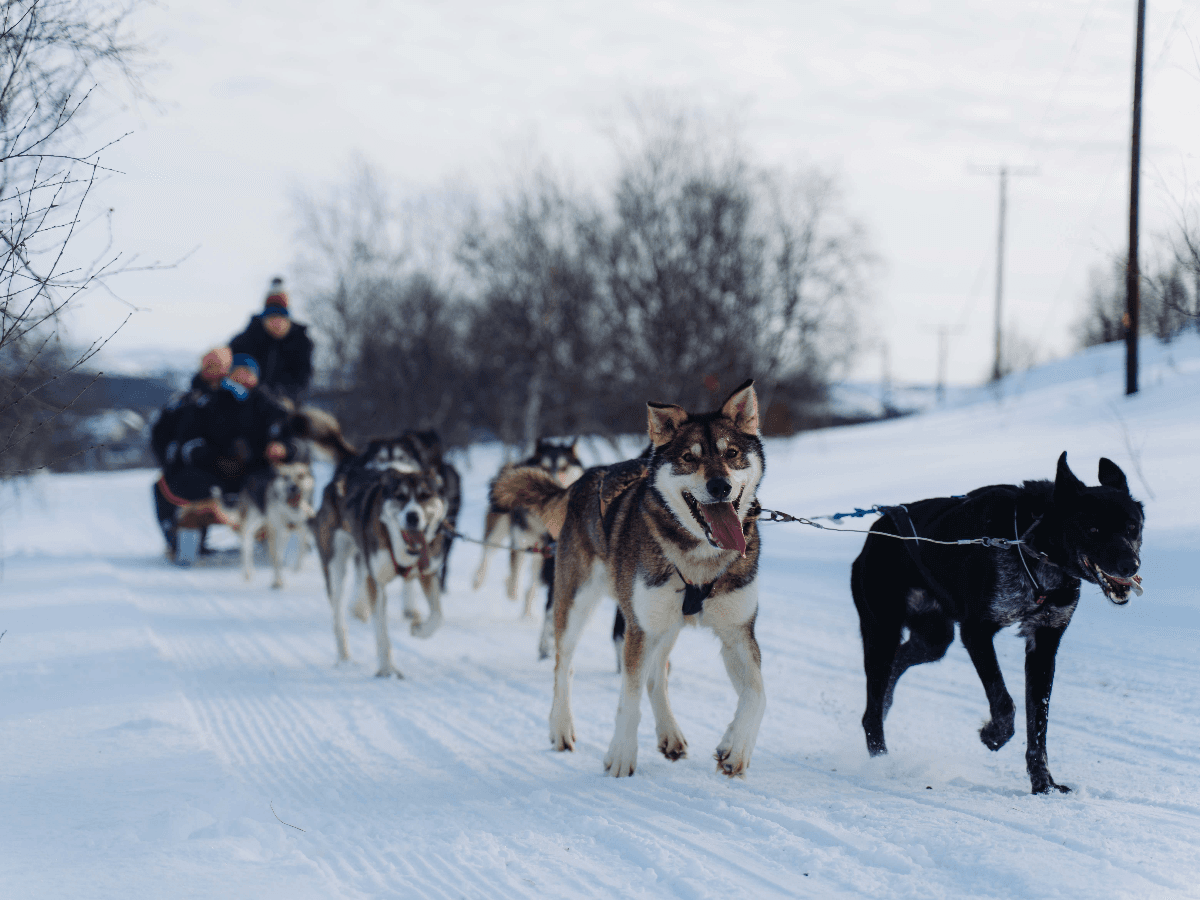 Husky Experience photo 2
